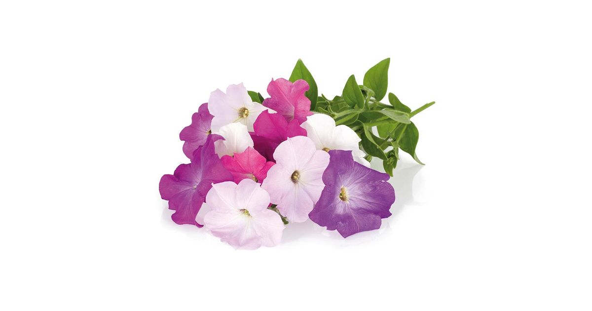Smart Garden Petunia