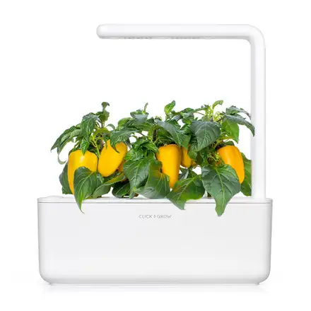 Smart Garden Sladká žltá paprika