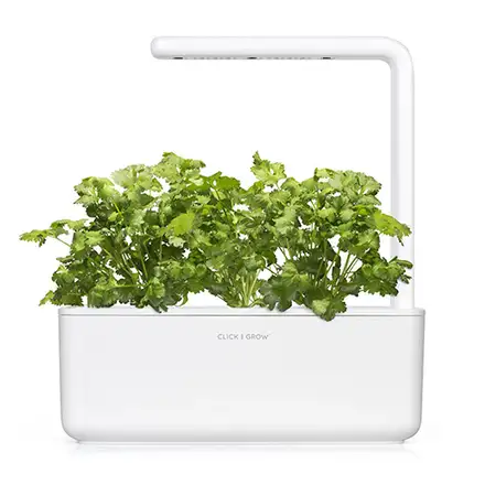 Smart Garden Koriander