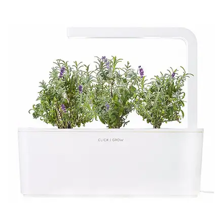 Smart Garden Levanduľa