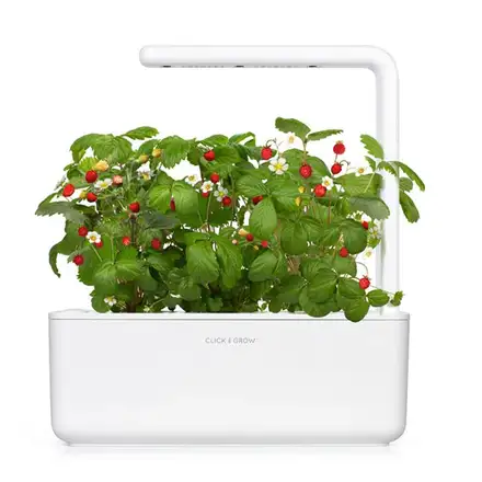 Smart Garden Lesné jahody