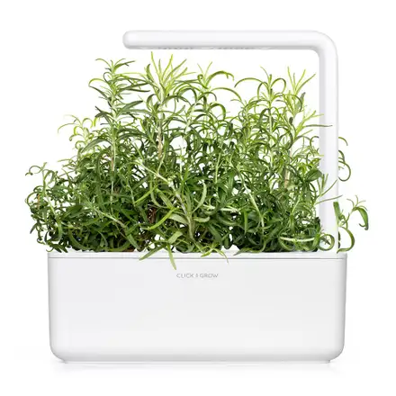 Smart Garden Rozmarín